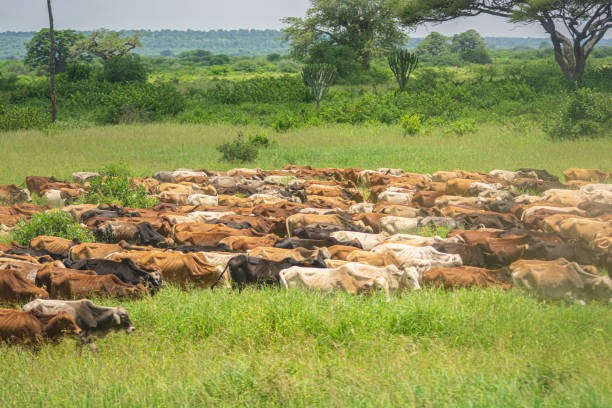Más de un tercio del suelo argentino está en peligro, advierte especialista de la Facultad de Agronomía de la UBA | Clima, naturaleza y medio ambiente