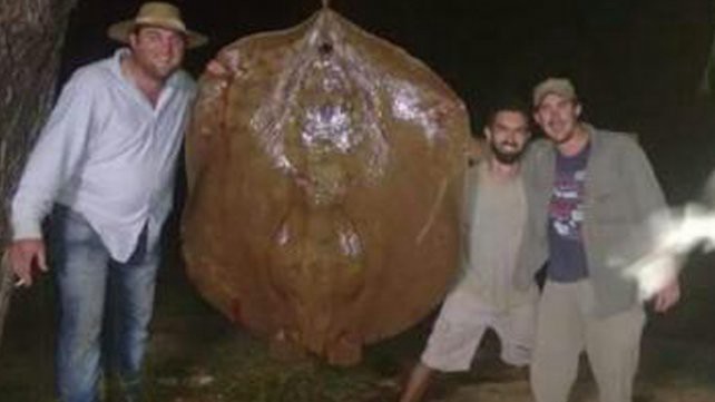 El sueño del pescador: capturaron una raya de 150 kilos en Santa Fe | Curiosidades