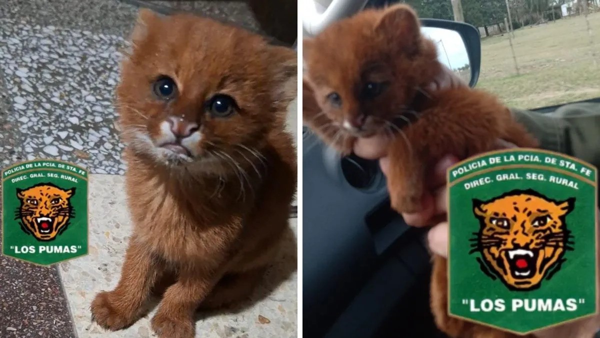 Inesperado visitante: un puma yaguarundí sorprendió a una familia en Santa Fe | Actualidad