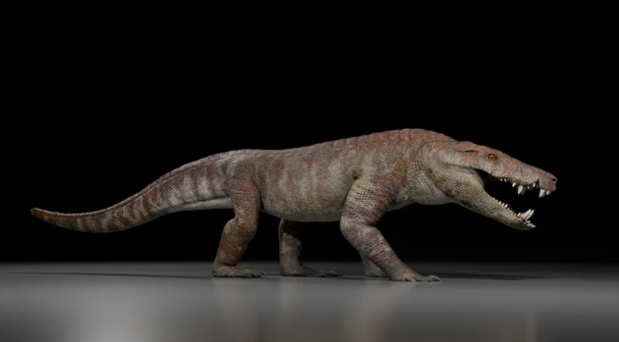 Descubren un nuevo cocodrilo en la Patagonia que convivió con los últimos dinosaurios | Actualidad