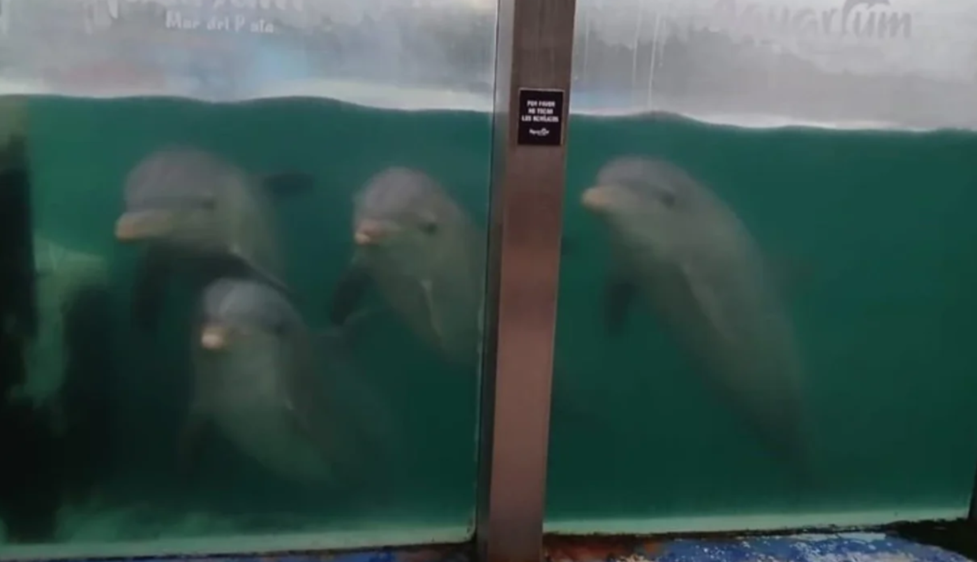Ponen fin a los espectáculos marinos por las malas condiciones: preocupa el destino de los delfines | Actualidad