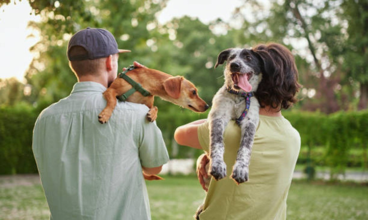 Córdoba: la Justicia desestimó un acuerdo de cuidado de mascotas tras un divorcio | Actualidad