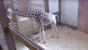 La jirafa "April" dio a luz ante millones de espectadores | Curiosidades