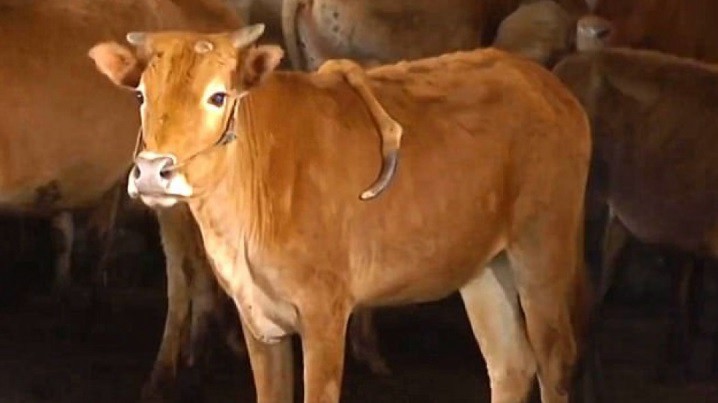 Querían sacrificar a la vaca mutante de cinco extremidades pero su dueño se negó | Curiosidades