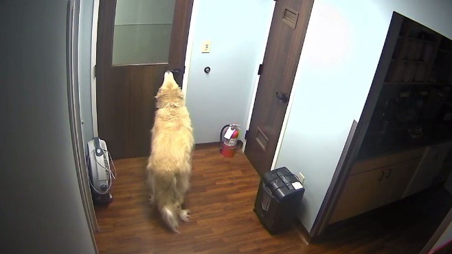 La fuga de "General" el perro que logra abrir las puertas de la veterinaria para volver a casa | Curiosidades
