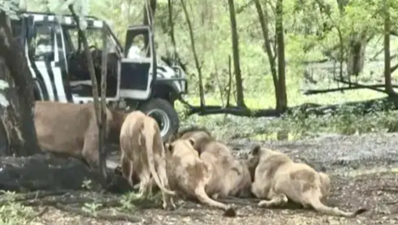 Guarda de un zoológico murió devorado por leones | Internacionales