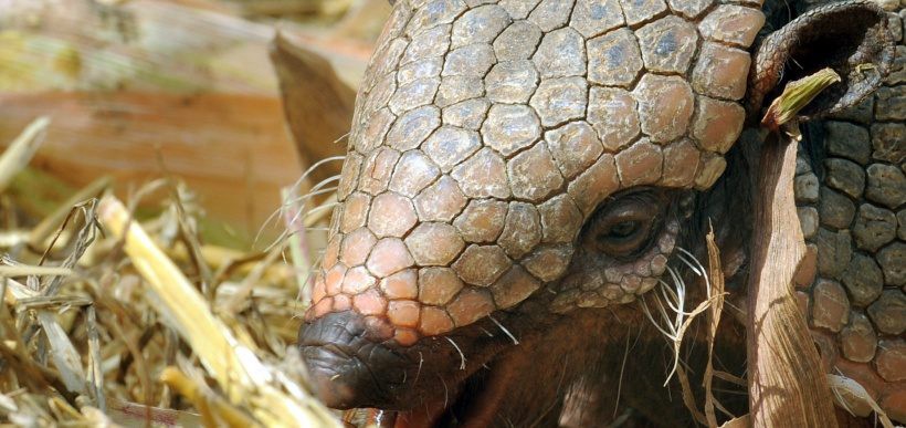 Descubrieron en Chile un armadillo con cuernos de hace 11 millones de años | Curiosidades