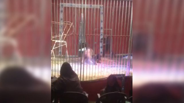 Un domador fue atacado por un león en pleno show y lo salvó su esposa | Curiosidades