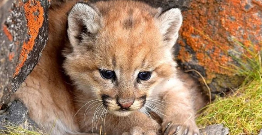 Detuvieron a un joven tras difundir en redes sociales el ataque a un cachorro de puma | Actualidad