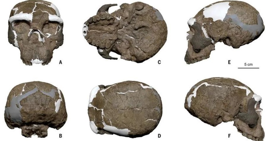 Hallan en China un cráneo de hace un millón de años que reescribe la cronología de evolución humana | Internacionales