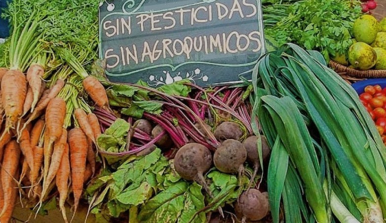 Producción sustentable: advierten de la necesidad de una mirada integral sobre la alimentación, la salud, el ambiente y los territorios | Actualidad