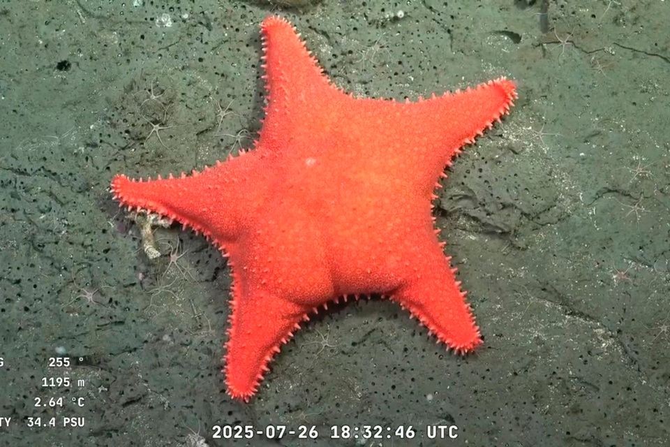 Vuelve el streaming del Conicet: nueva expedición en los cañones de la Patagonia | Actualidad