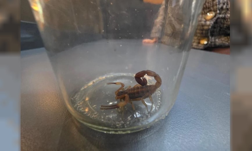 Denuncian que en la sede central  de ARCA los empleados conviven con cucarachas y alacranes | Actualidad