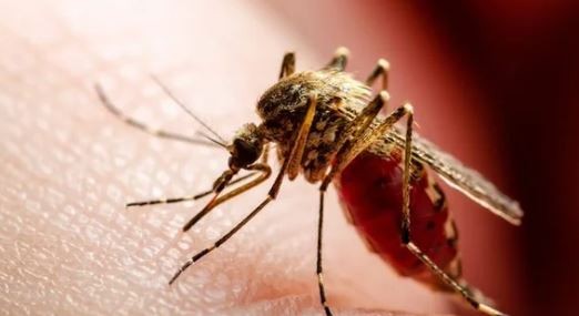 Inauguraron en Brasil una fábrica de mosquitos modificados para combatir el dengue | Internacionales