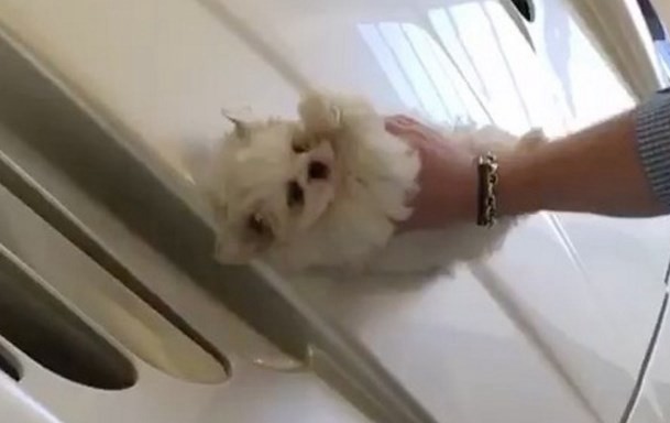 Video que indigna: "el niño rico" que lustra su auto de alta gama con un perro cachorro | Curiosidades