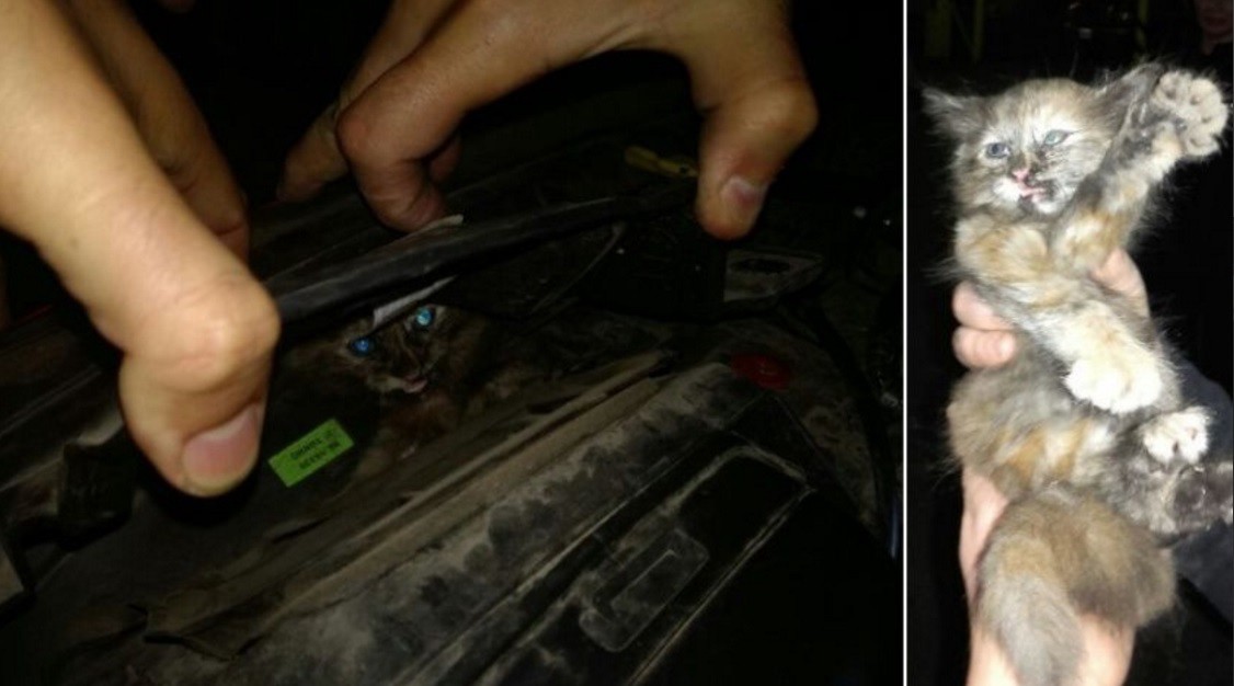 Un gatito muy asustado se le metió en el motor y fue rescatado por los Bomberos | Curiosidades