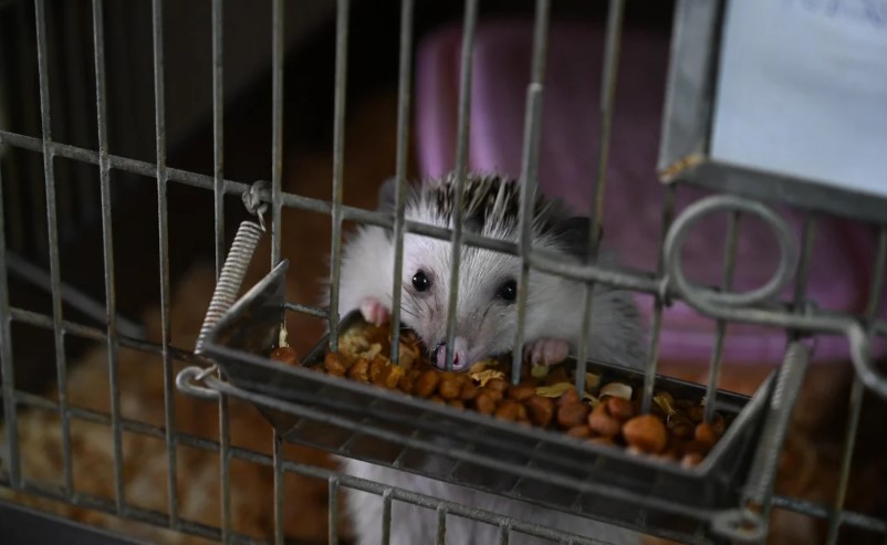 Rescataron a 87 erizos africanos en un criadero ilegal de Balvanera | Actualidad