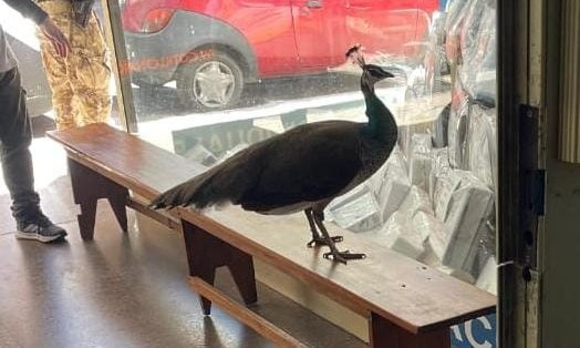 Un insólito peatón en el centro de Córdoba: rescatan a un pavo real suelto en plena ciudad | Actualidad