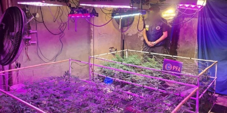 Desmantelan un invernadero clandestino de marihuana en Avellaneda: un detenido | Actualidad
