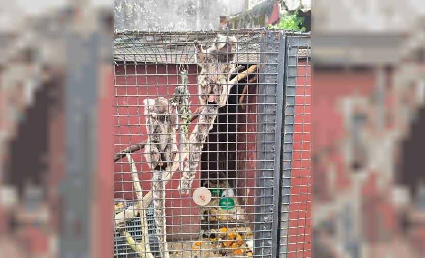 Más de 100 animales exóticos fueron rescatados de una veterinaria por maltrato y comercialización ilegal | Actualidad