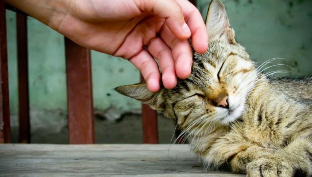 Una clínica veterinaria de Dublín busca al aspirante perfecto para cubrir el puesto de "acariciador" de gatos | Curiosidades