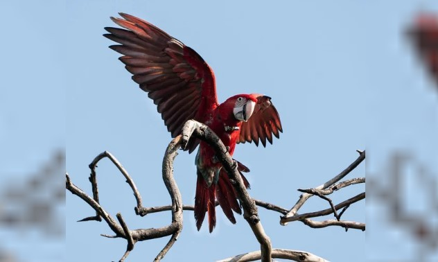 Indignación en Corrientes: mataron con una gomera al guacamayo rojo "Charrúa" | Actualidad