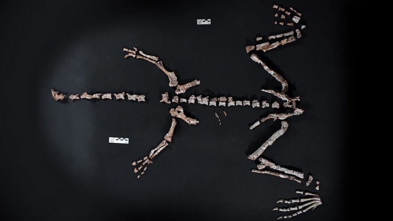 La Rioja: encontraron restos fósiles de un dinosaurio que vivió hace más de 230 millones de años | Actualidad