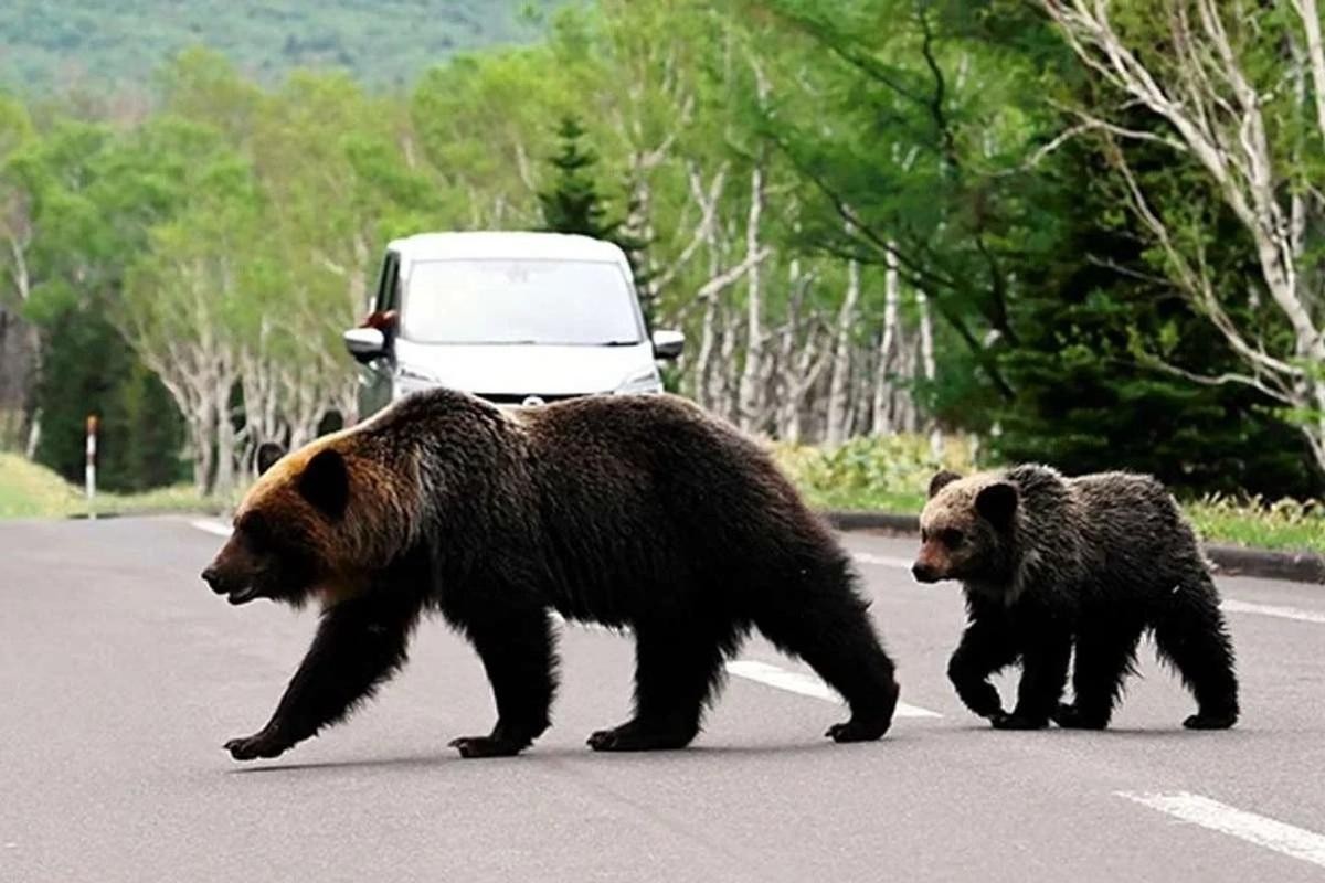 Récord en Japón: siete muertos por ataques de osos en lo que va del año | Clima, naturaleza y medio ambiente