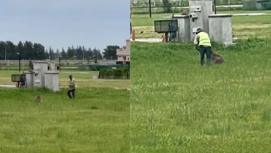 Denuncian que golpearon a un carpincho hasta dejarlo en estado crítico en un country de Canning | Actualidad