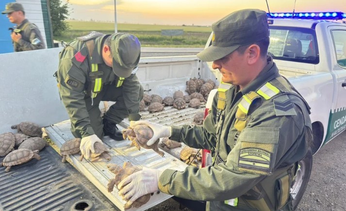 Santa Fe: trasladaban 166 tortugas dentro de bolsas arpilleras en un cargamento de cebollas | Actualidad