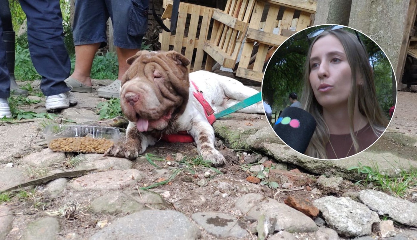 Rescatan más de 80 perros hacinados en un criadero clandestino en Córdoba | Actualidad