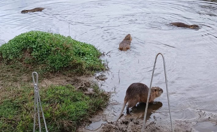 Trasladan coipos desde Palermo a Mercedes y Escobar | Actualidad