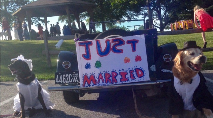 Un perro con cáncer terminal se "casa" con su novia para cumplir uno de sus últimos deseos | Curiosidades