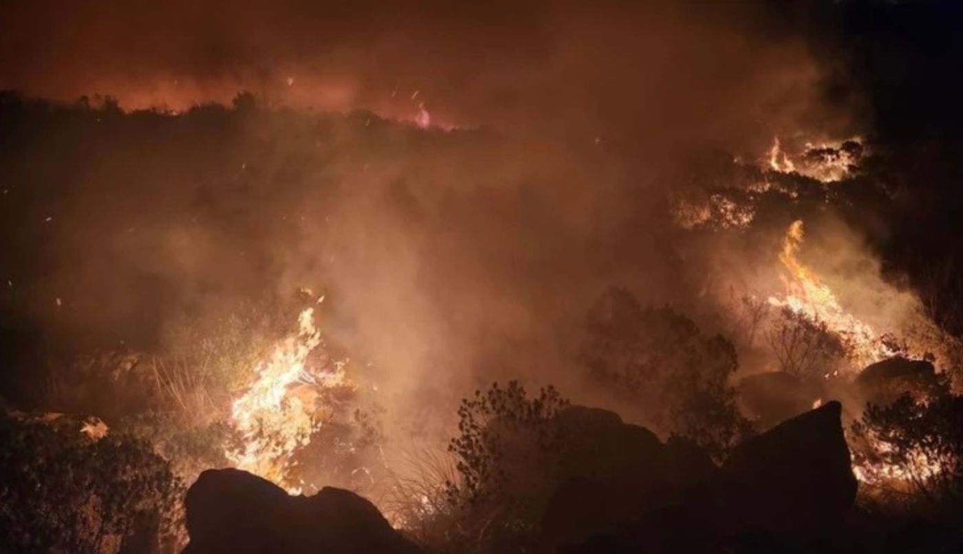 "Valor colectivo": la Justicia ordena recomponer un bosque incendiado aunque sea artificial | Clima, naturaleza y medio ambiente