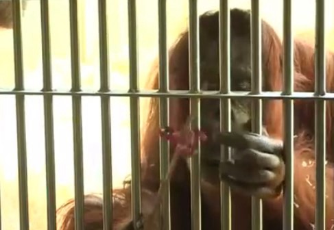 El increíble orangután que juega al spinner | Curiosidades