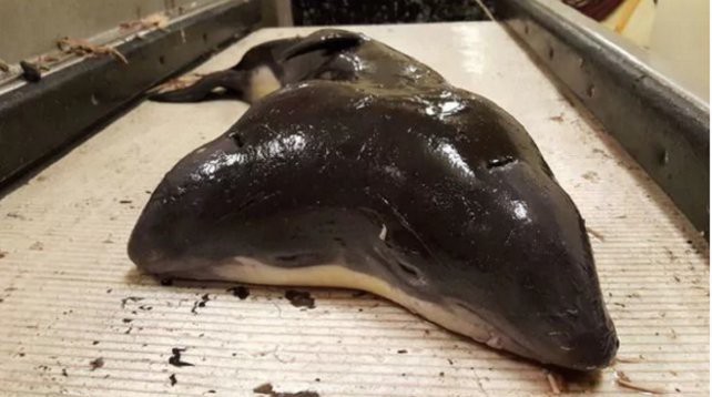 Hallaron una criatura marina de dos cabezas | Curiosidades