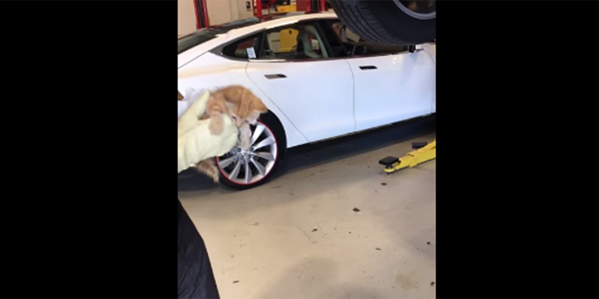 El increíble rescate de un gato atrapado en el motor de un auto | Curiosidades