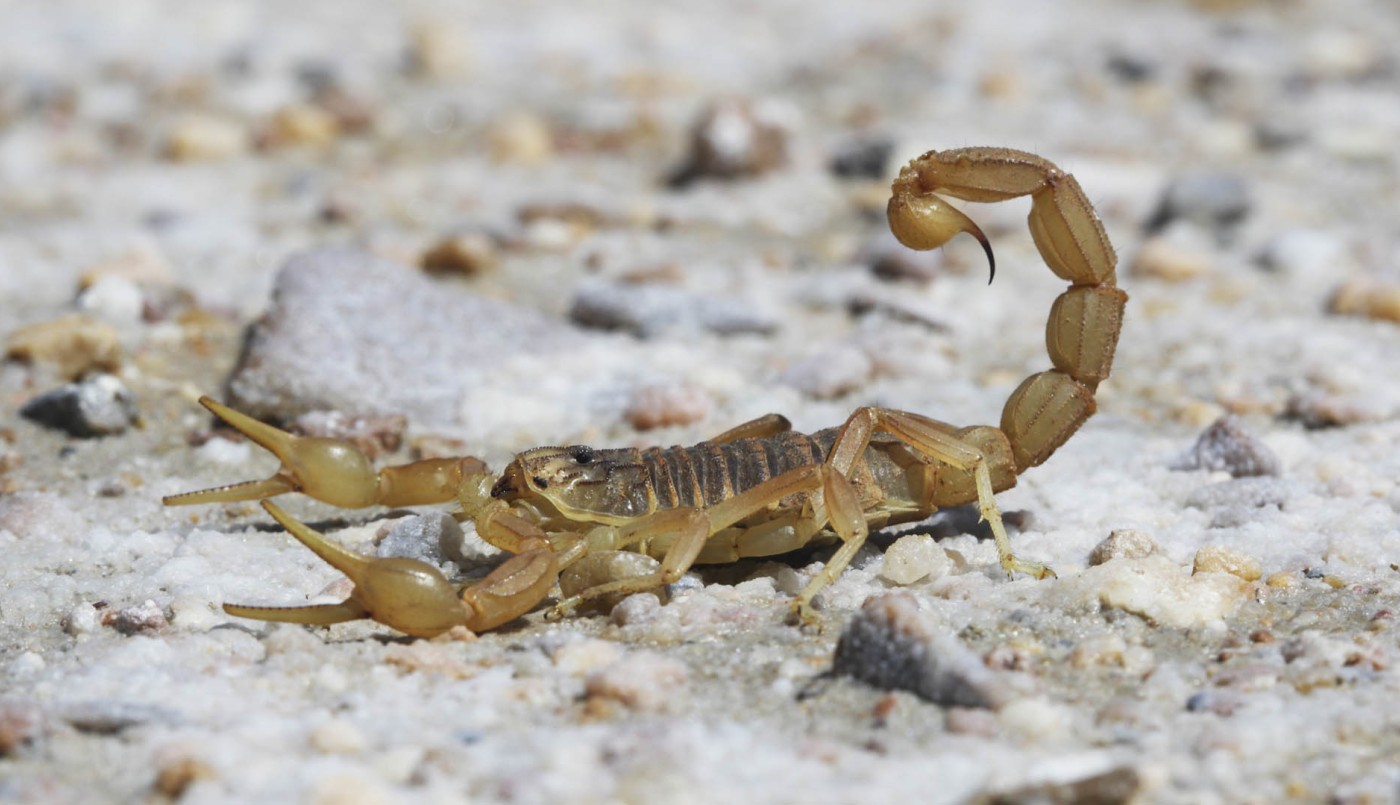 Córdoba: un niño de 10 años fue picado por un alacrán y está internado en grave estado | Actualidad
