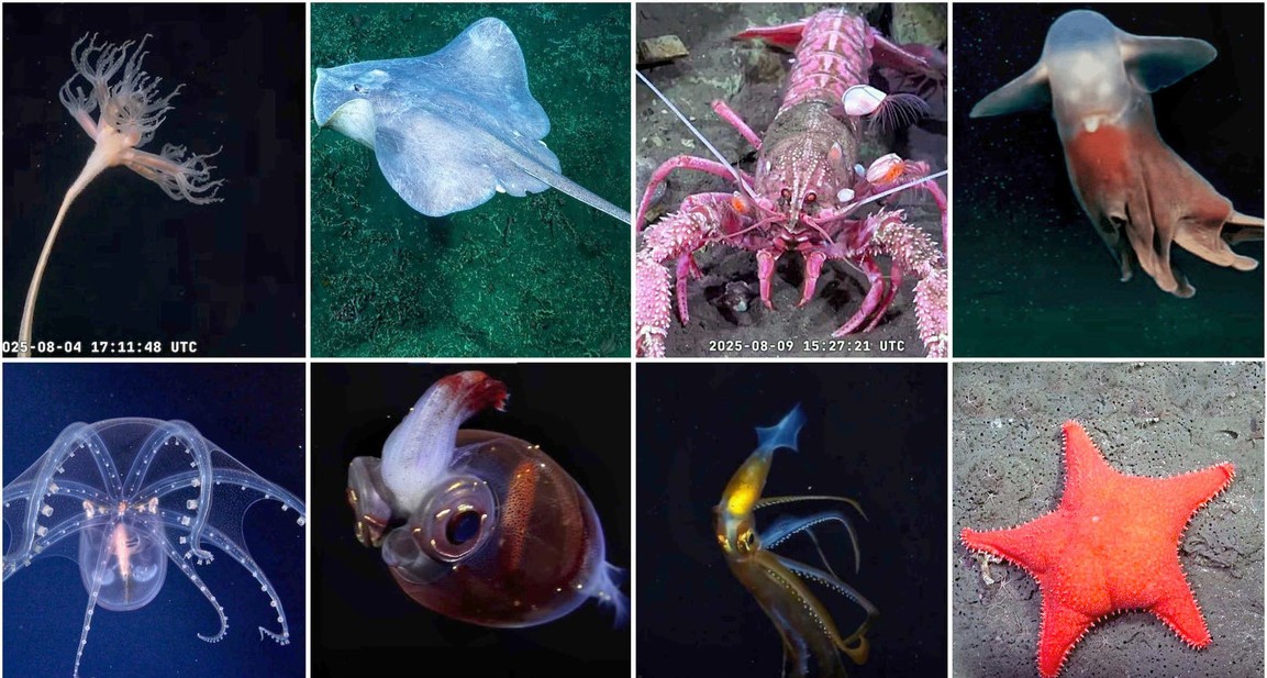 La Facultad de Ciencias Exactas Naturales de la UBA encabezará la tercera y última campaña en el Mar Argentino | Actualidad