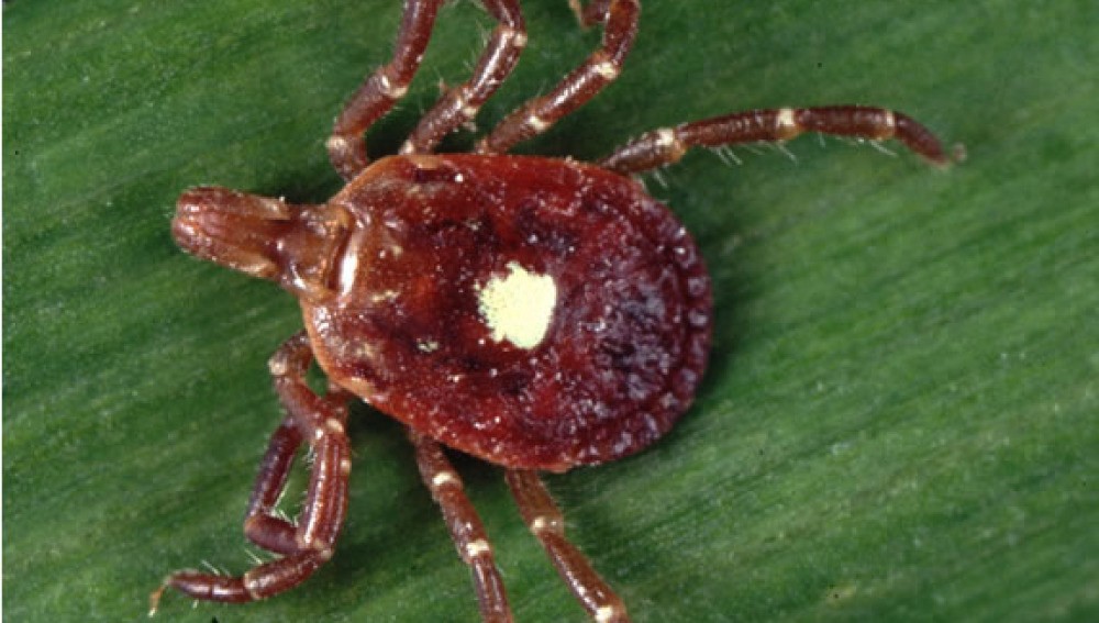 Alerta en Estados Unidos por la picadura de una garrapata que produce alergia a la carne | Curiosidades