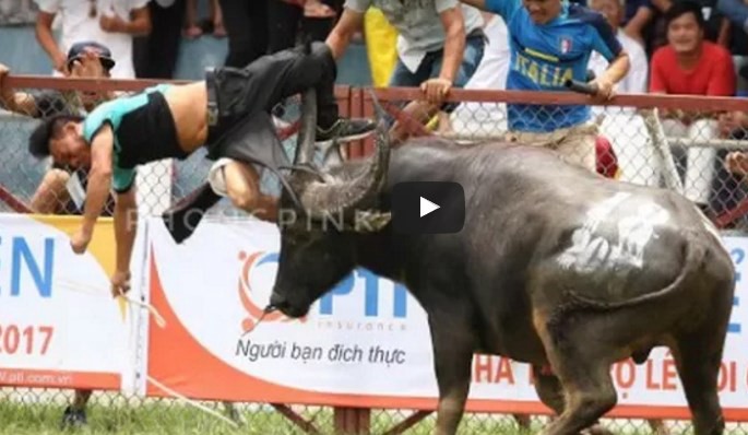 La venganza del búfalo de combate: atacó a su dueño en vez de pelear con el otro animal | Curiosidades