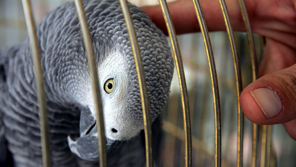 Mató a su marido, la delató el loro y fue presa | Curiosidades