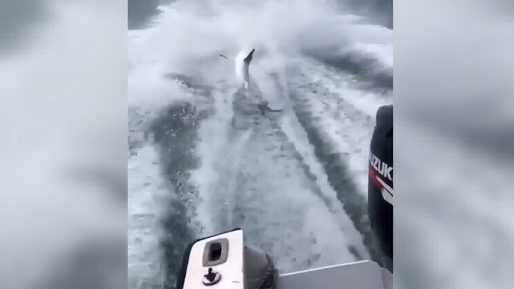 Video aterrador: amarraron un tiburón a una lancha y lo arrastraron hasta matarlo | Curiosidades