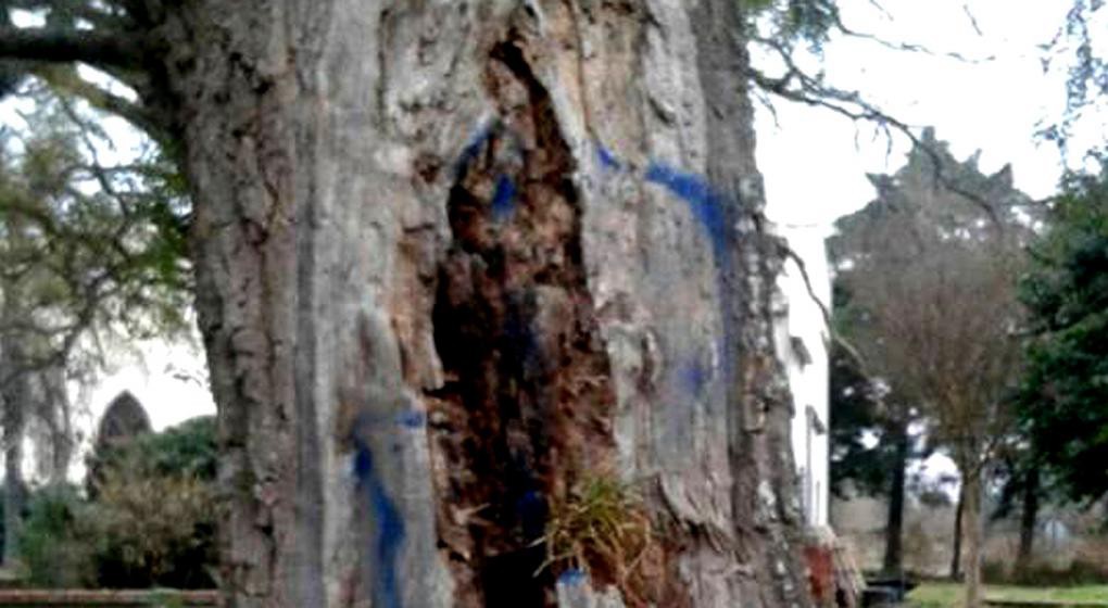 ¿Milagro en Córdoba?: dicen que vieron la Virgen en el tronco de un árbol | Curiosidades