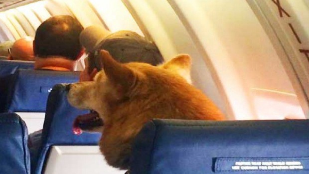 Un perro presentó un reclamo en un aerolínea por el retraso en un vuelo | Curiosidades