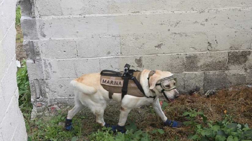 “Frida”, la perra rescatista que salvó 52 vidas | Curiosidades