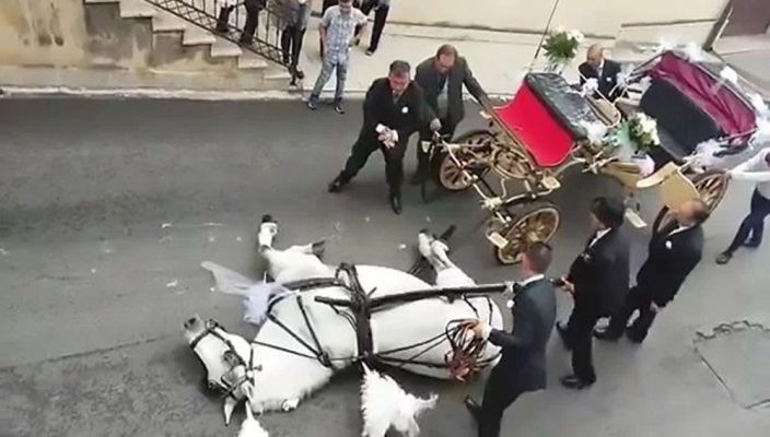 Video escalofriante: un caballo exhausto que se desplomó y murió en Italia | Curiosidades
