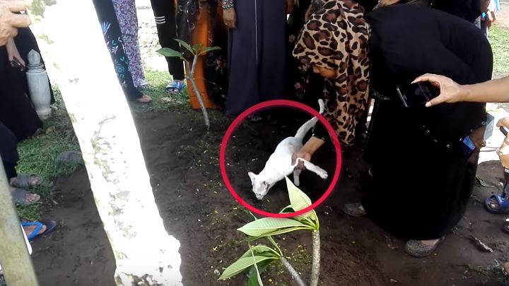 Video de amor puro: el gato que no quería despegarse de la tumba de su dueño | Curiosidades