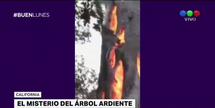 Un árbol se quema por dentro en California | Curiosidades