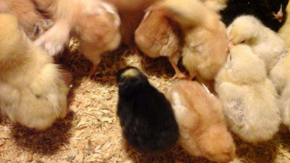 La historia del pollito negro con cuatro patas que sorprende a San Juan | Curiosidades